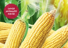 Kukurūzas sēklu piedāvājums 2020