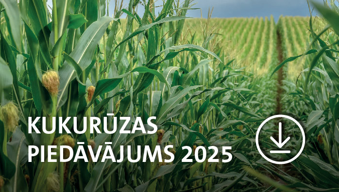 Kukurūzas sēklu piedāvājums 2025