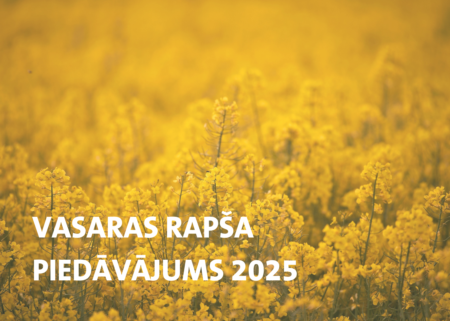 Vasaras rapša piedāvājums 2025